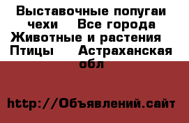 Выставочные попугаи чехи  - Все города Животные и растения » Птицы   . Астраханская обл.